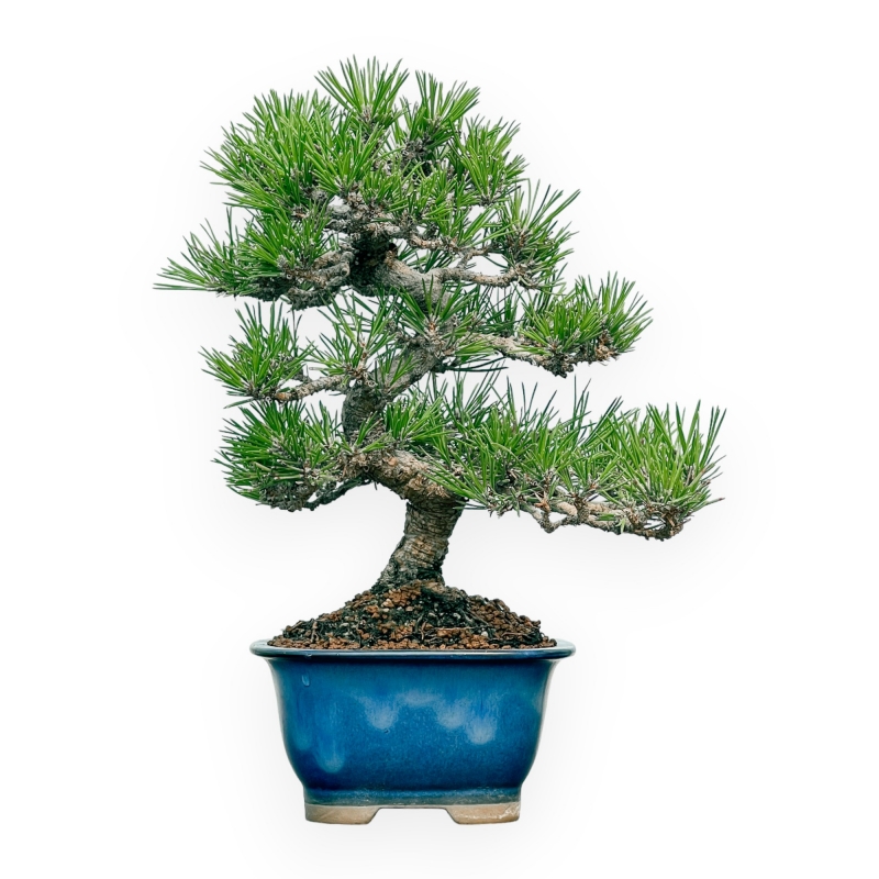 Pinus Thunbergii - Pin Noir - 28 cm