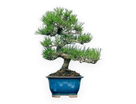 Pinus Thunbergii - Pino Nero - 28 cm