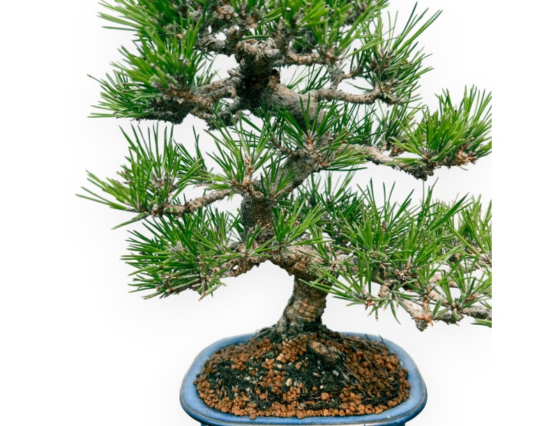Pinus Thunbergii - Black Pine - 28 cm