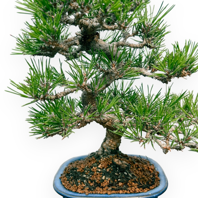 Pinus Thunbergii - Pin Noir - 28 cm