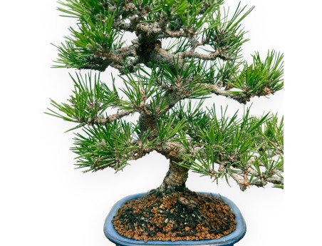 Pinus Thunbergii - Black Pine - 28 cm
