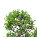 Pinus Thunbergii - Pin Noir - 28 cm