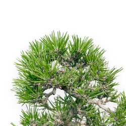 Pinus Thunbergii - Pin Noir - 28 cm