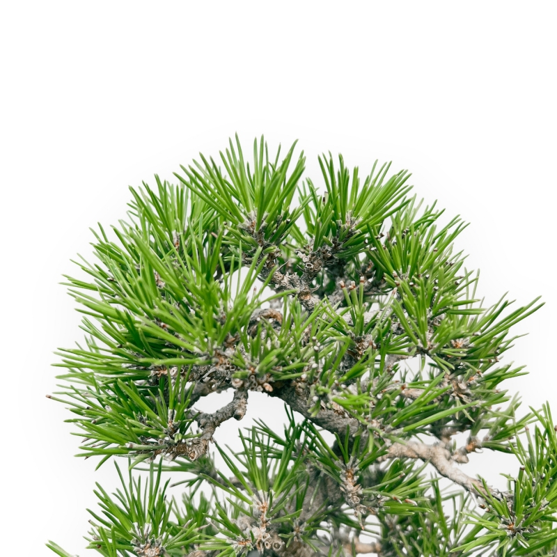 Pinus Thunbergii - Pin Noir - 28 cm