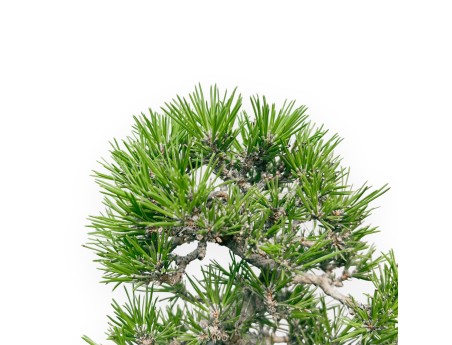 Pinus Thunbergii - Pin Noir - 28 cm