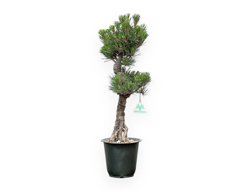 Pinus Thunbergii Kotobuki - Pin Noir - de 42 à 50 cm