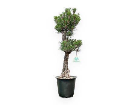 Pinus thunbergii Kotobuki - Zwarte den - 42 tot 50 cm