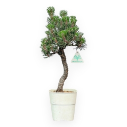 Pinus Thunbergii Kotobuki - Pin Noir - de 42 à 50 cm