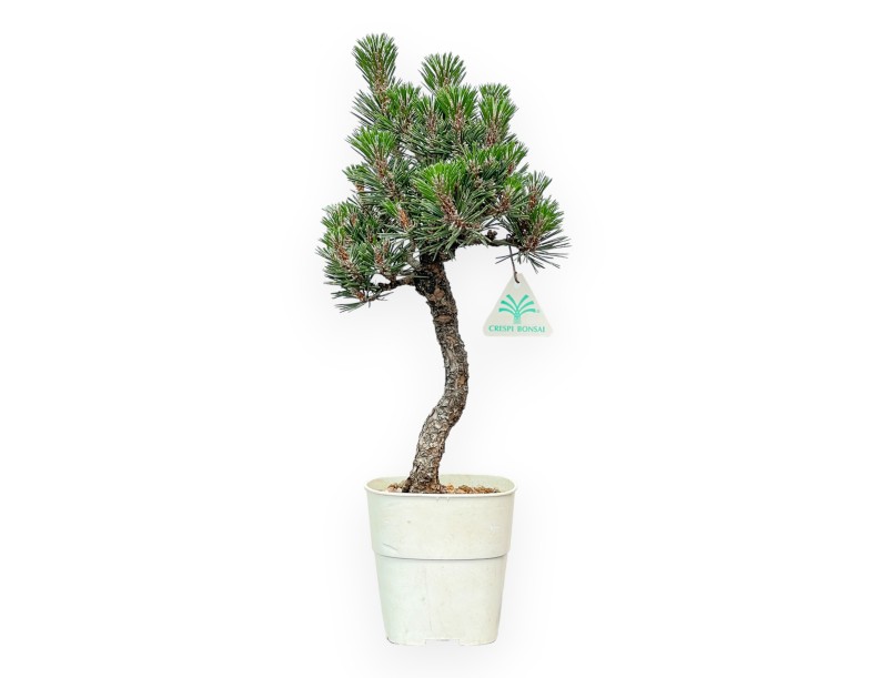 Pinus thunbergii Kotobuki - Pino negro - de 42 a 50 cm