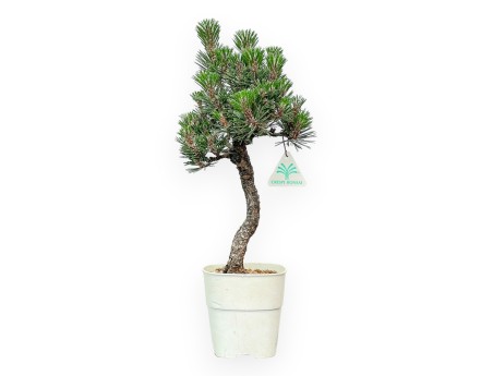 Pinus thunbergii Kotobuki - Zwarte den - 42 tot 50 cm