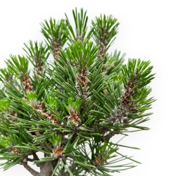 Pinus Thunbergii Kotobuki - Pin Noir - de 42 à 50 cm