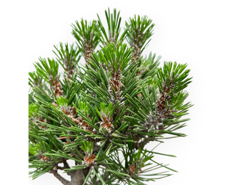 Pinus thunbergii Kotobuki - Pino negro - de 42 a 50 cm