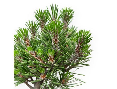Pinus thunbergii Kotobuki – Schwarzkiefer – 42 bis 50 cm