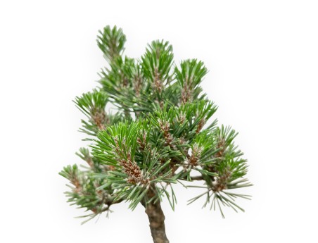 Pinus thunbergii Kotobuki - Zwarte den - 42 tot 50 cm
