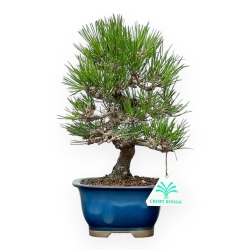 Pinus Thunbergii - Pino Nero - 27 cm