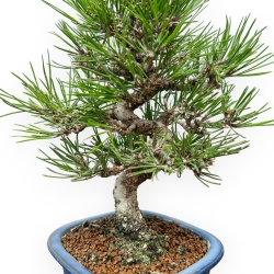 Pinus Thunbergii - Pino Nero - 27 cm