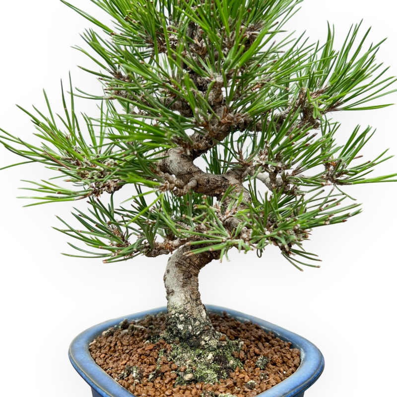 Pinus Thunbergii - Pino Nero - 27 cm