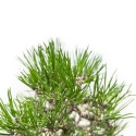 Pinus Thunbergii - Pino Nero - 27 cm