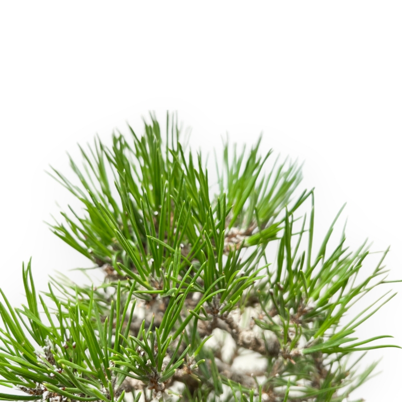 Pinus Thunbergii - Pino Nero - 27 cm