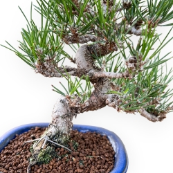 Pinus Thunbergii - Pino Nero - 27 cm