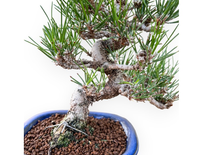 Pinus Thunbergii - Zwarte den - 27 cm