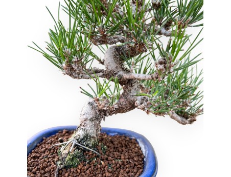 Pinus Thunbergii - Schwarzkiefer - 27 cm