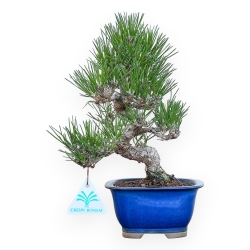 Pinus Thunbergii - Pino Nero - 27 cm