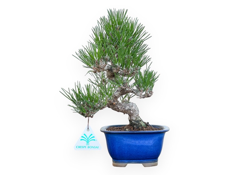 Pinus Thunbergii - Pino negro - 27 cm