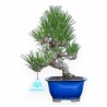 Pinus Thunbergii - Pino Nero - 27 cm