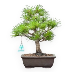 Pinus Pentaphylla Nasukomachi - Pino a cinque aghi - 26 cm