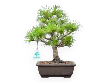 Pinus Pentaphylla Nasukomachi - Den - 26 cm