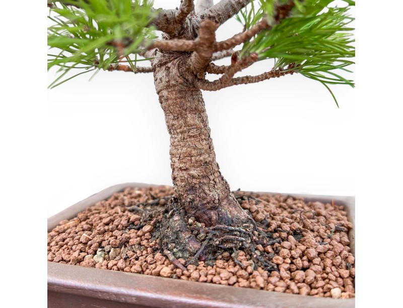 Pinus Pentaphylla Nasukomachi - Pino a cinque aghi - 26 cm