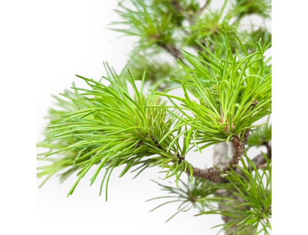 Pinus Pentaphylla Nasukomachi - Den - 26 cm 2