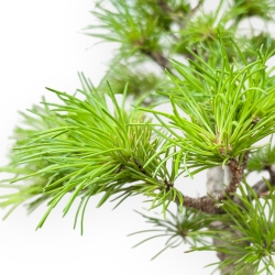 Pinus Pentaphylla Nasukomachi - Pino a cinque aghi - 26 cm
