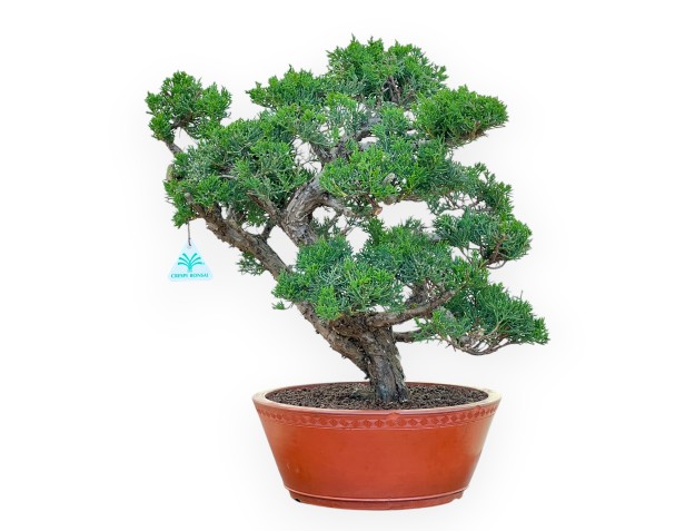 Juniperus Chinensis Kishu - Jeneverbes - 48 cm