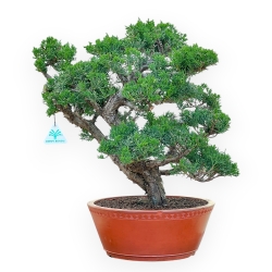 Juniperus Chinensis Kishu - Juniper - 48 cm