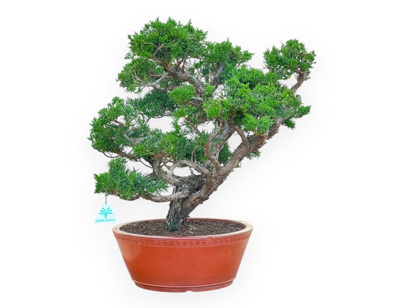 Juniperus Chinensis Kishu - Jeneverbes - 48 cm