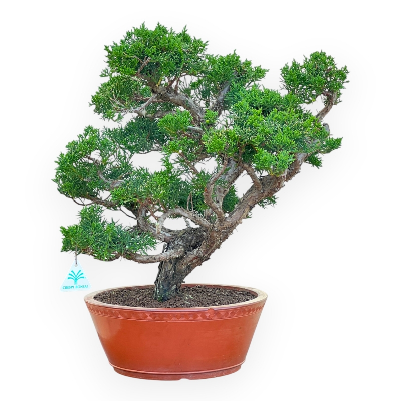 Juniperus Chinensis Kishu - Juniper - 48 cm