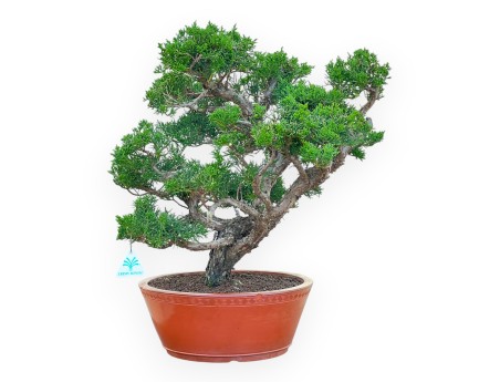 Juniperus Chinensis Kishu - Ginepro - 48 cm