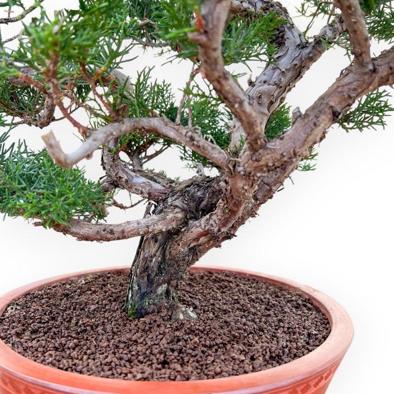 Juniperus Chinensis Kishu - Juniper - 48 cm