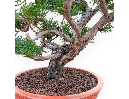 Juniperus Chinensis Kishu - Juniper - 48 cm