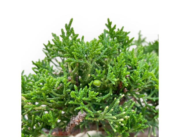 Juniperus Chinensis Kishu - Ginepro - 48 cm 2