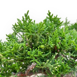 Juniperus Chinensis Kishu - Juniper - 48 cm