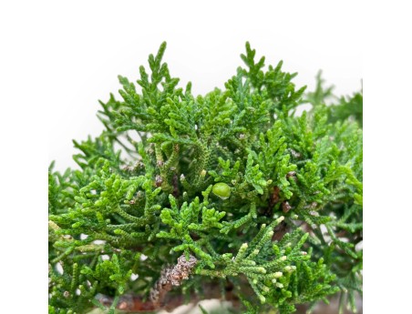 Juniperus Chinensis Kishu - Genévrier - 48 cm