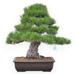Pinus Thunbergii - Pino Nero - 65 cm