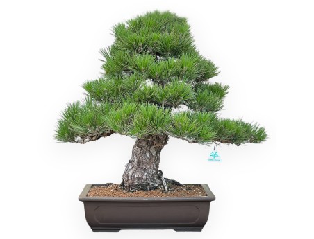 Pinus Thunbergii - Zwarte den - 65 cm