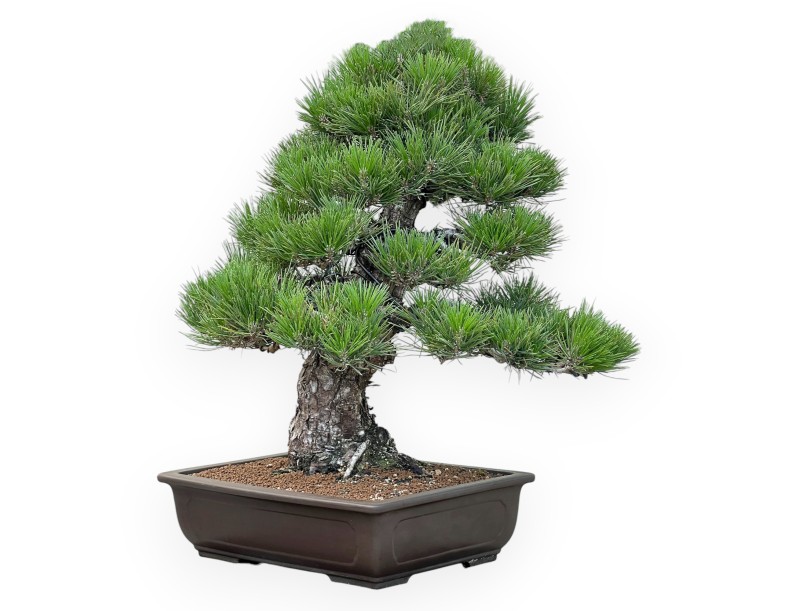Pinus Thunbergii - Pino negro - 65 cm