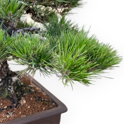 Pinus Thunbergii - Pino Nero - 65 cm