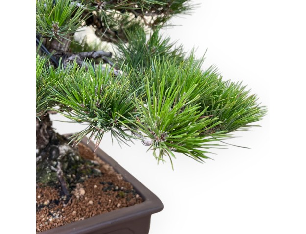 Pinus Thunbergii - Zwarte den - 65 cm 2