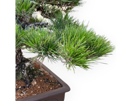 Pinus Thunbergii - Zwarte den - 65 cm